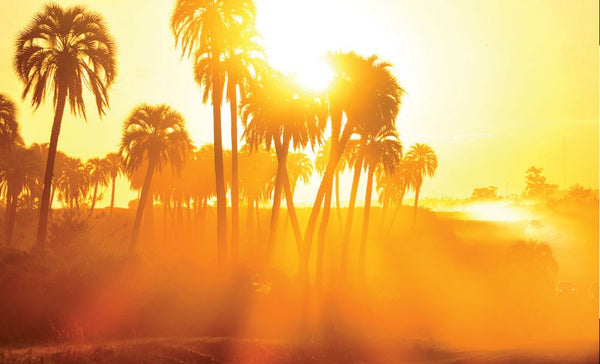 The Best Foods To Beat The Summer Heat